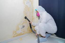 Trusted Terrell Hills, TX Mold Removal Experts